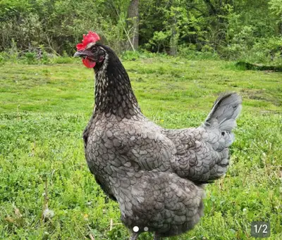 ISO laying hens, View more