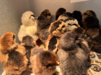 30  (3-7 day old) chicks now avail.  