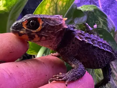CBB - Red Eyed Crocodile Skinks, View more