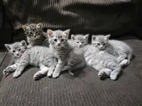 Kittens for sale (beautiful grey fluffs)