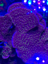 Coral Starburst Monticap