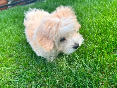 Apricot Maltipoo puppy, View more