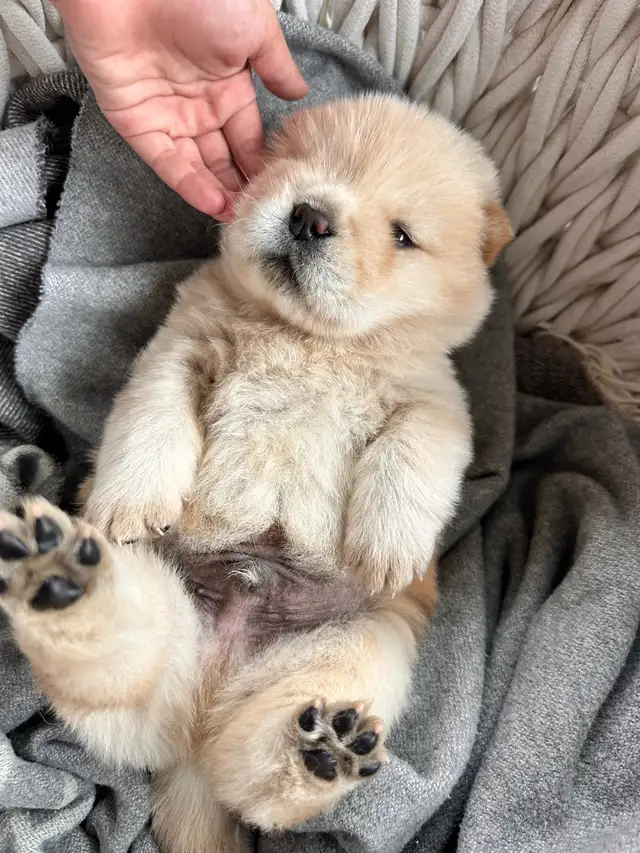 Chow Chow puppies Ready to go in Dogs & Puppies for Rehoming in Oakville / Halton Region - Image 4