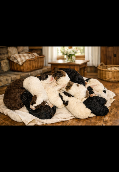 Caniche Royal, View more