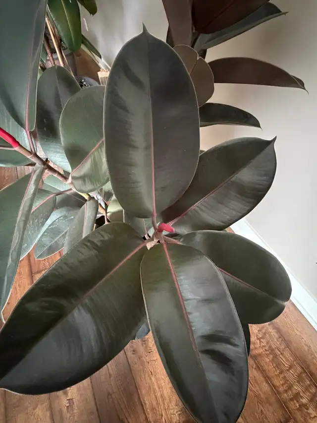 Large Live Potted Rubber Plant (Three Branches)64744835671299123
