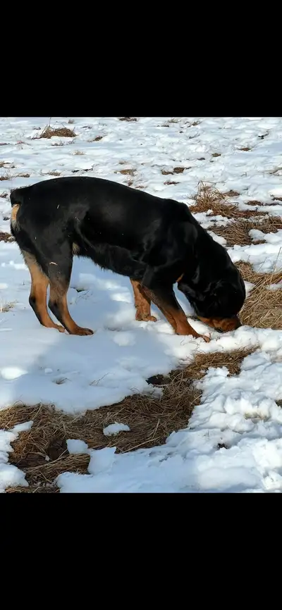 One CKC Breeding Male Rottweiler with full breeding rights selling due to going out of the breeding...