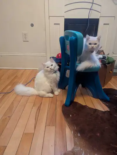 Persian angora couple, View more