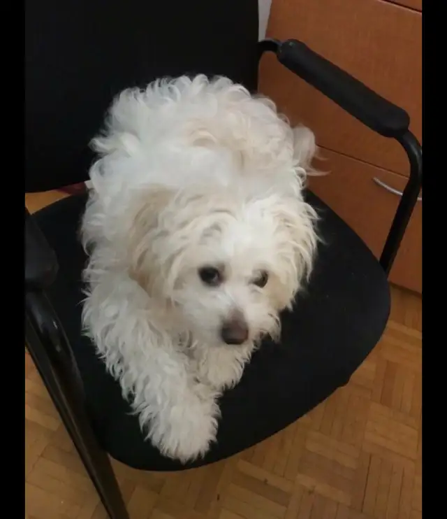 Bichon Shitzu Pup in Dogs & Puppies for Rehoming in City of Toronto - Image 4