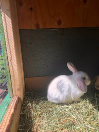 Lovely bunnies for good home