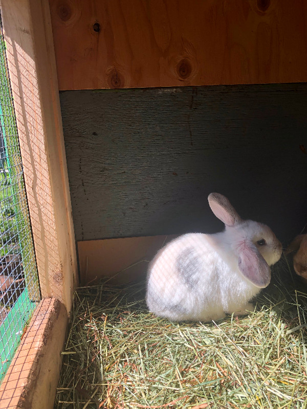 Lovely bunnies for good home in Small Animals for Rehoming in Burnaby/New Westminster