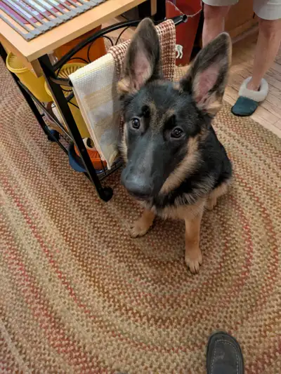 Pure Bred German Shepherds, View more