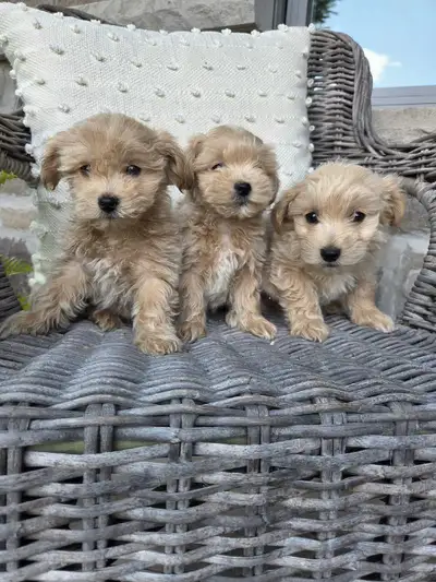Maltipoo Puppies, View more