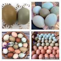 Easter Egger Hatching Eggs 