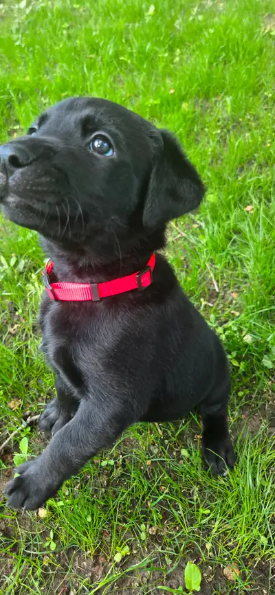 Lab puppies for sale. Both male and female. Will be dewormed and have first shot on July 8th. Ready...