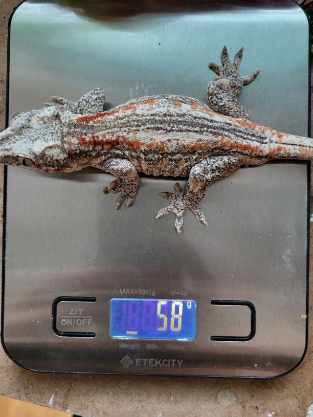 Gargoyle gecko for sell.  in Reptiles & Amphibians for Rehoming in Gatineau - Image 2