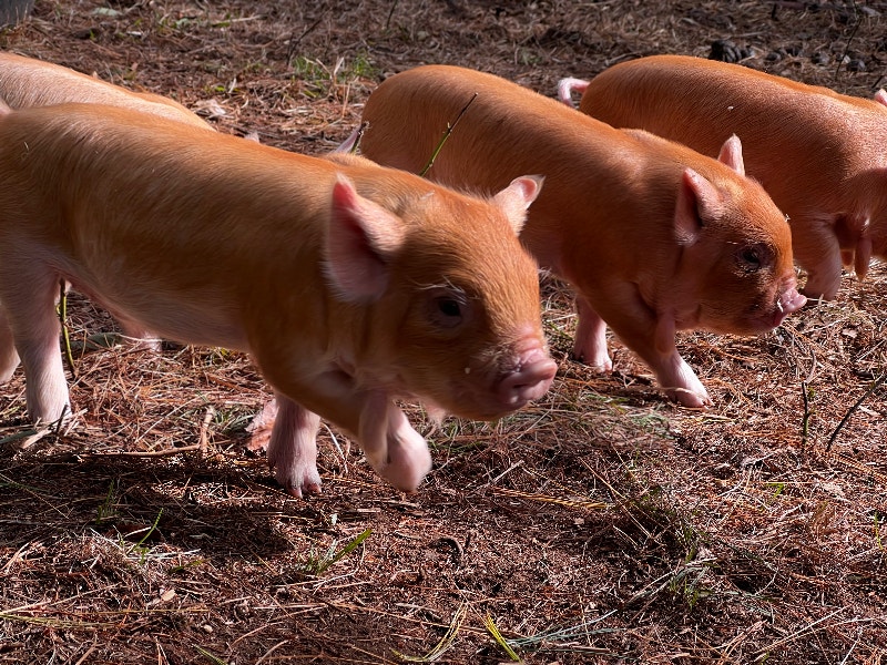 Purebred Kunekune Piglets for Sale the Perfect Homestead Pig