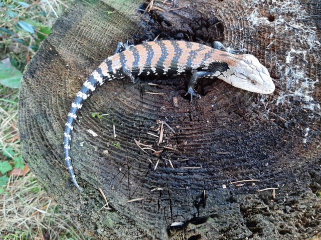 Juvenile Halmahera Blue Tongue Skinks for sale  in Reptiles & Amphibians for Rehoming in Delta/Surrey/Langley