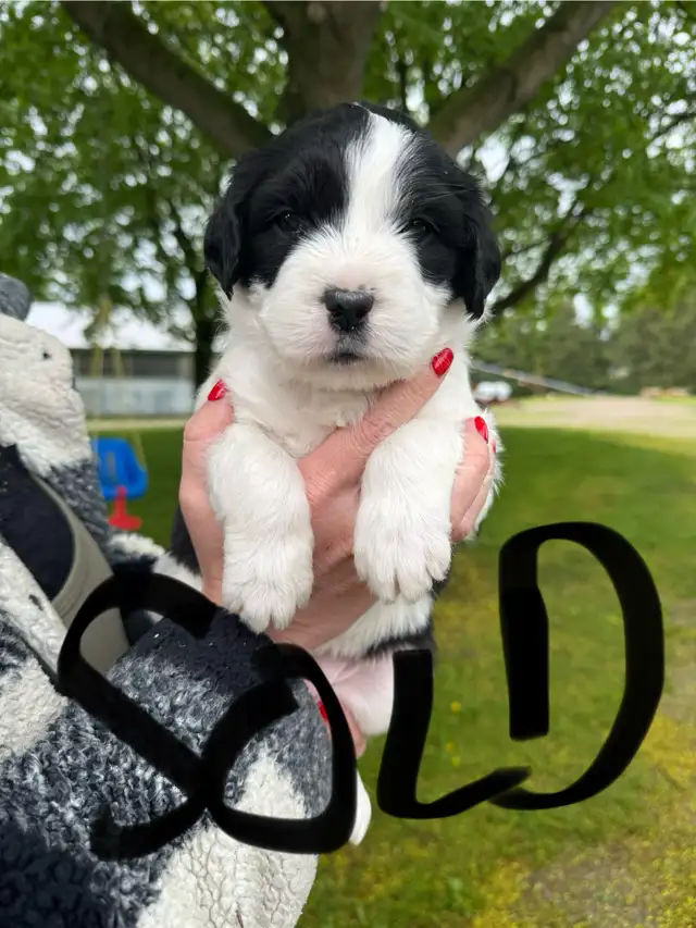 Old English sheepdog cross puppies for sale! in Dogs & Puppies for Rehoming in London - Image 10