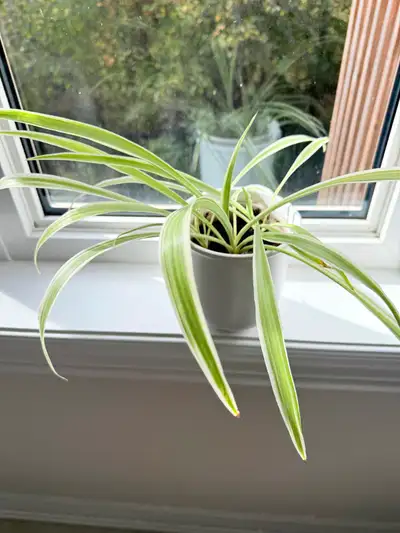 Spider indoor plant, View more