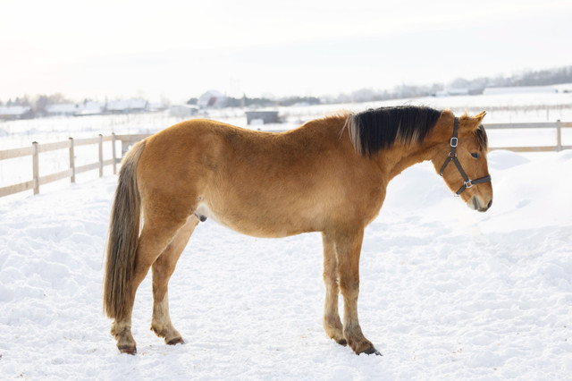 Large poney dans Chevaux et poneys à adopter  à Ville de Québec