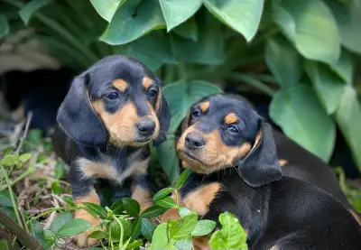 Dachshund Puppies, View more