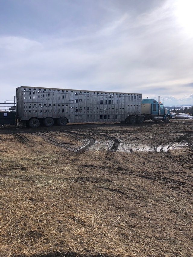 Cattle and Hay Hauling Livestock Red Deer Kijiji