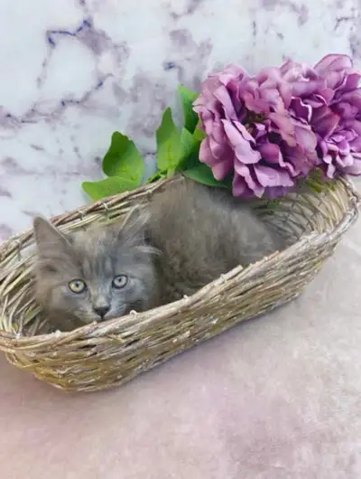 Grey Maine Coon Kitten, View more