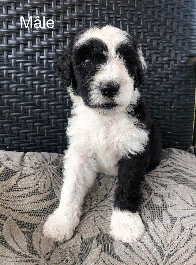 berger anglais croisé caniche royal (sheepadoodle) dans Chiens et chiots à adopter  à Laval/Rive Nord - Image 4