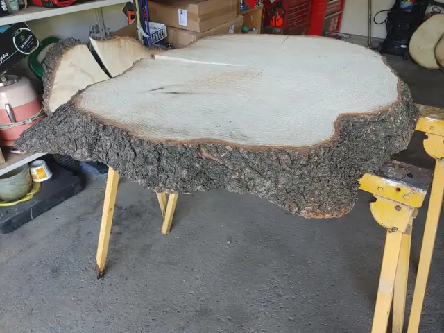 SPRUCE TREE COOKIE498580809099530241