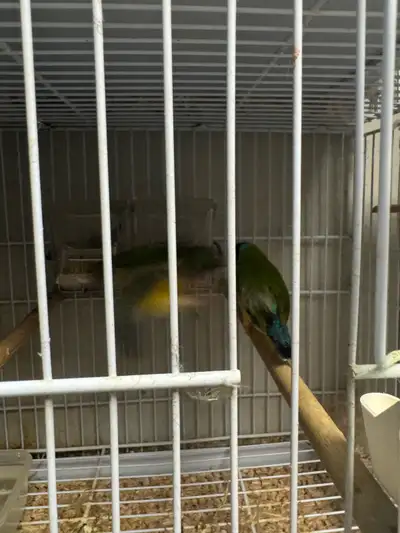 Beautiful Gouldian finche pair maile blackhead purple Breast and female Redhead and the purple Breas...