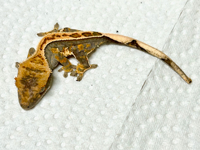 Crested geckos in Reptiles & Amphibians for Rehoming in City of Halifax - Image 2