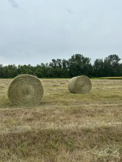 2026 Alfalfa / Brome mix bales. 60”. Located south of Alameda, SK.