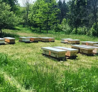 ************ OUI, toujours DISPONIBLE ************ * Acheteurs sérieux SVP. * Ruche d'Abeilles 10-ca...