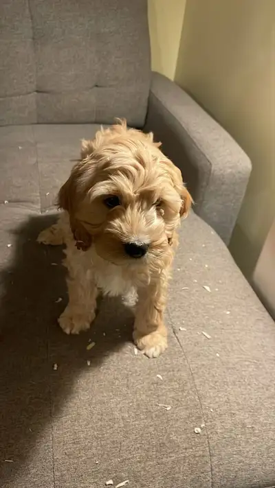 cocakpoo puppies, View more