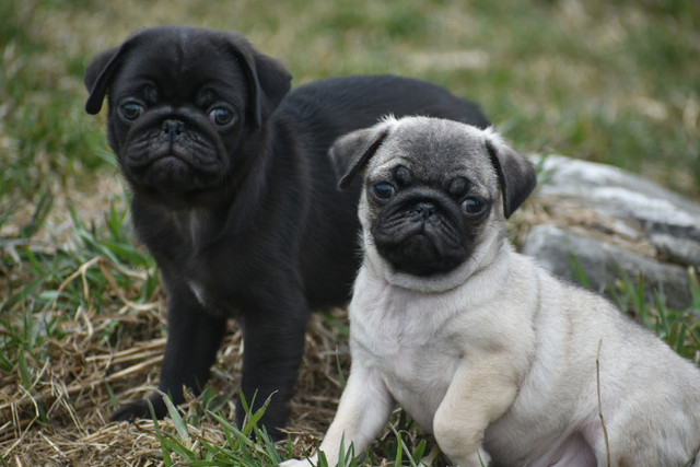 Pug Puppies in Dogs & Puppies for Rehoming in Trenton - Image 2
