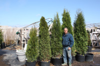 Cedars, boxwoods, yews, Japanese Maples Trees and more