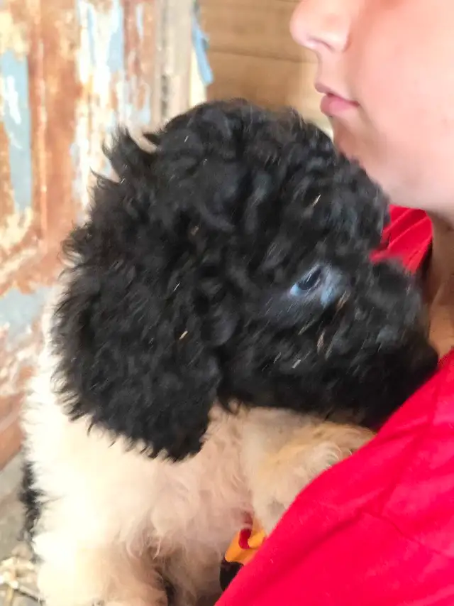 CUTE COLORFUL B1 LABRADOODLE PUPS in Dogs & Puppies for Rehoming in Norfolk County - Image 6