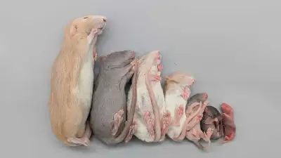 Frozen Rodents, Coco Substrate & more…, View more