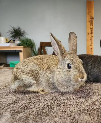 Baby Lop and Netherland Dwarf Rabbits for Sale, View more