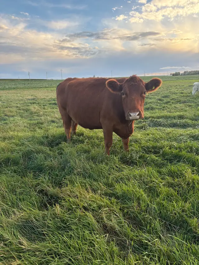 preganant cows | Other | Lethbridge | Free local classifieds - Kijiji