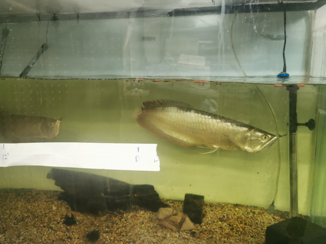 Huge price dropped 65g Tank & 1 - 18" Silver Arowana in Other Pets for Rehoming in Markham / York Region - Image 3
