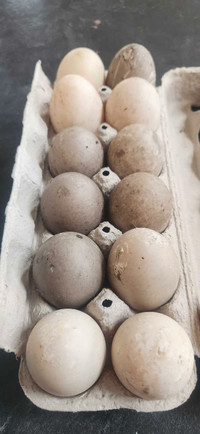 Cayuga Hatching eggs 