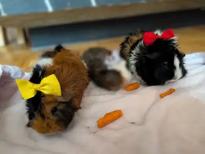 4 (2+2) Guinea Pigs to a new home, View more