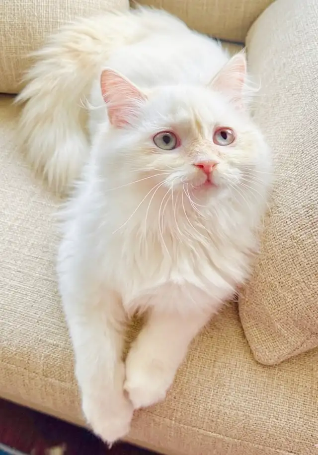 Purebred Rare Cream/Flame Point Ragdoll boy – 12 wks in Cats & Kittens for Rehoming in Burnaby/New Westminster - Image 3