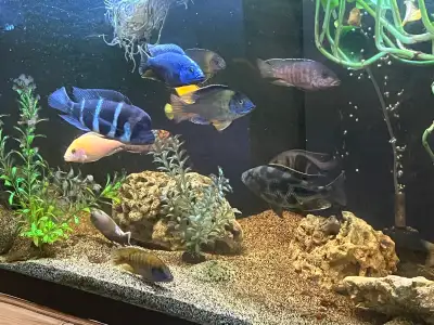 African Cichlids, Show Quality, View more