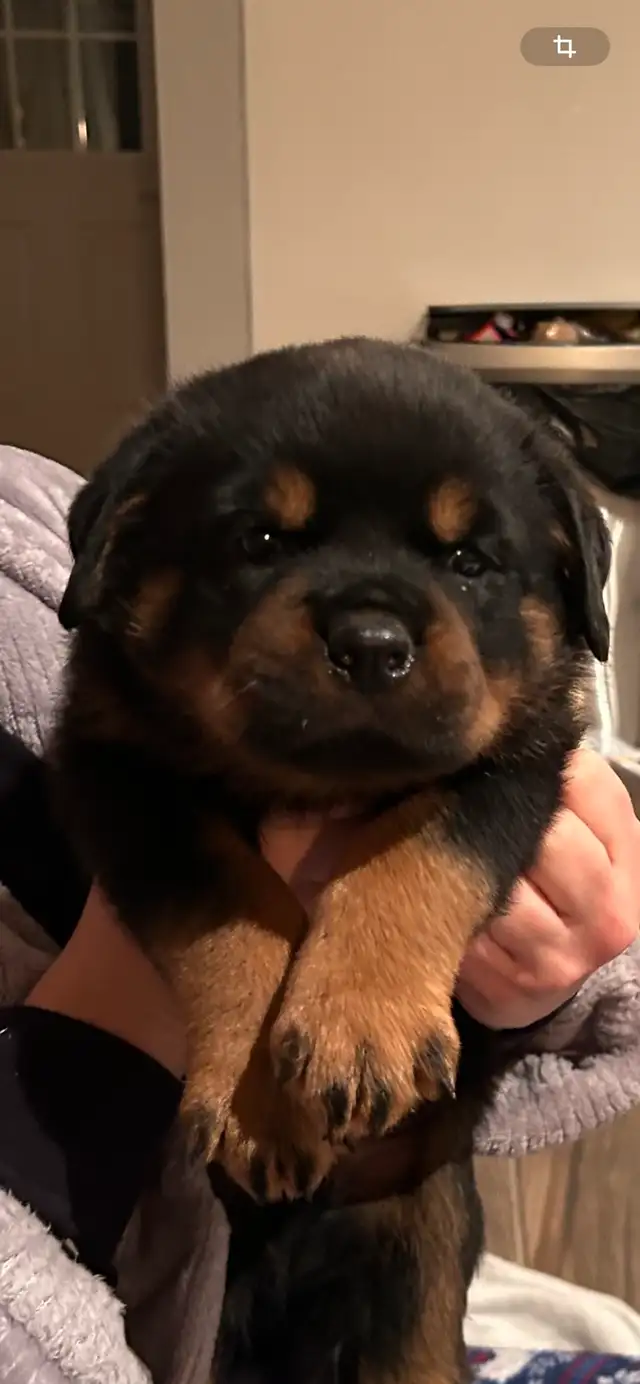 Rottweiler in Dogs & Puppies for Rehoming in Longueuil / South Shore - Image 3