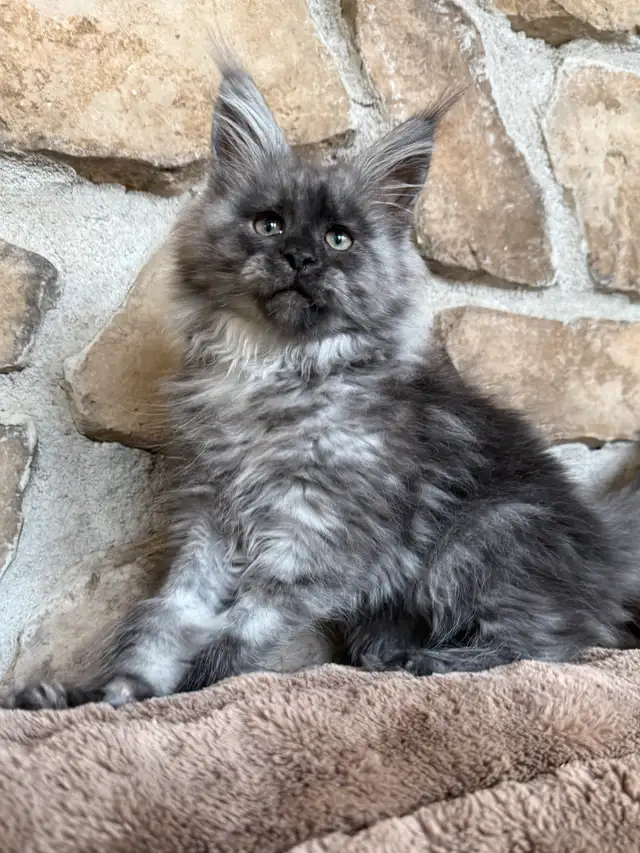 Chaton Maine Coon enregistré Tica extrêmement affectueux in Cats & Kittens for Rehoming in Québec City - Image 10