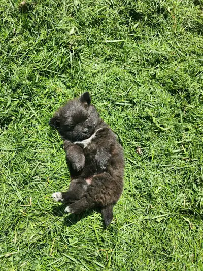 Pomorenien male puppy for sale. Mother and Father are Pomorenien. Grew up with big dogs and cats and...