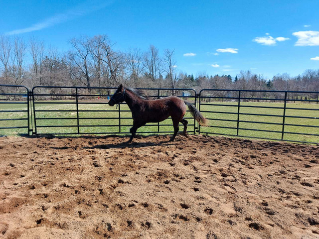 Reg quarter horse filly in Horses & Ponies for Rehoming in London - Image 4