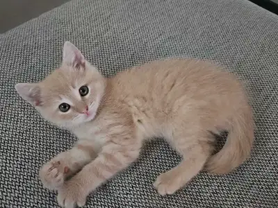 7 chatons a vendre, View more